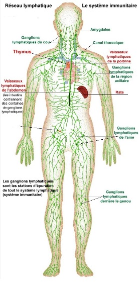 Drainage lymphatique réflexe podal – POUCE DE VIE – Carole Zaccaria